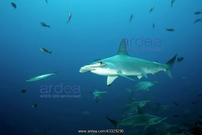 : Scooling Scalloped hammerhead sharks, Sphyrna lewini, Endang : Scooling Scalloped hammerhead sharks, Sphyrna lewini, Endang