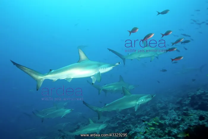 : Scooling Scalloped hammerhead sharks, Sphyrna lewini, Endang : Scooling Scalloped hammerhead sharks, Sphyrna lewini, Endang