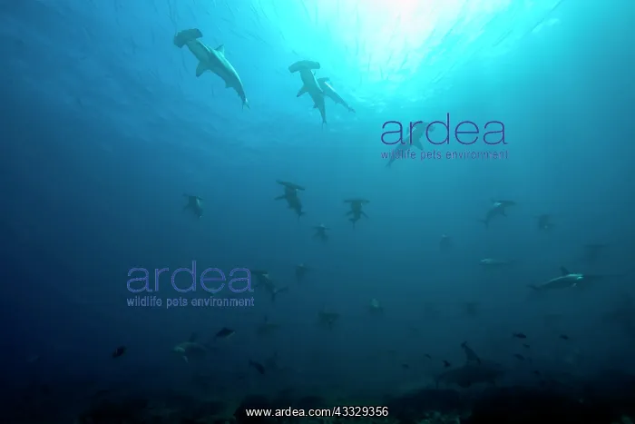 : Scooling Scalloped hammerhead sharks, Sphyrna lewini, Endang : Scooling Scalloped hammerhead sharks, Sphyrna lewini, Endang