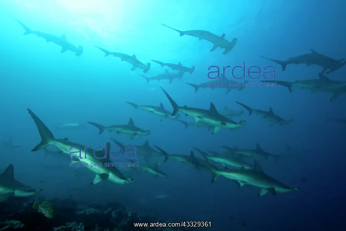 : Scooling Scalloped hammerhead sharks, Sphyrna lewini, Endang : Scooling Scalloped hammerhead sharks, Sphyrna lewini, Endang