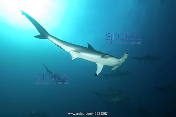 : Scooling Scalloped hammerhead sharks, Sphyrna lewini, Endang : Scooling Scalloped hammerhead sharks, Sphyrna lewini, Endang