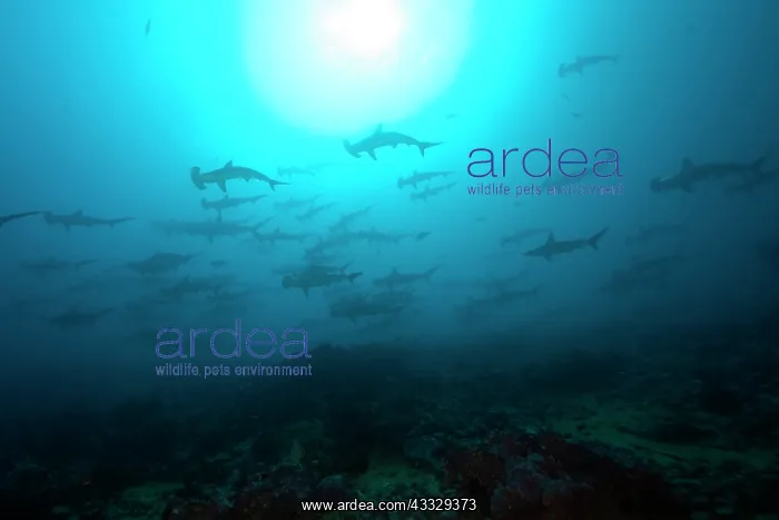 : Scooling Scalloped hammerhead sharks, Sphyrna lewini, Endang : Scooling Scalloped hammerhead sharks, Sphyrna lewini, Endang
