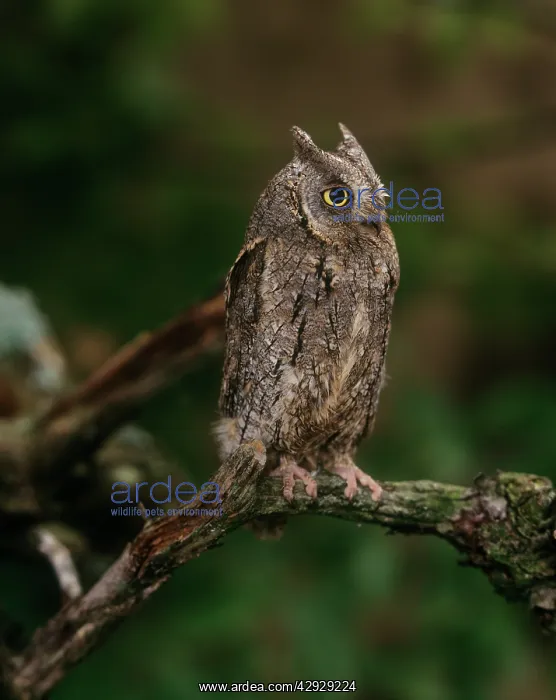  : SCOPS OWL (Otus scops)