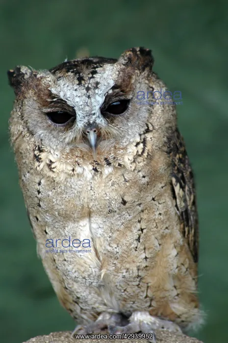  : Scops Owl (Otus scops)