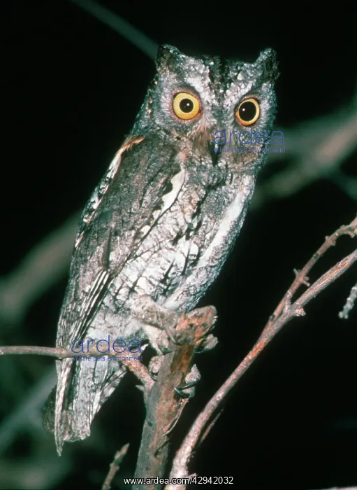 : Scops Owl (Otus scops ). South Luangwa National Park Zambia, Africa : Scops Owl (Otus scops ). South Luangwa National Park Zambia, Africa