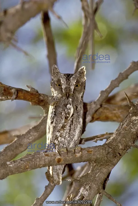 : Scops Owl. A Scops Owl (Otus senegalensis) rests on a bare branch : Scops Owl. A Scops Owl (Otus senegalensis) rests on a bare branch