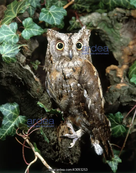 : Scops Owl (otus scops) : Scops Owl (otus scops)
