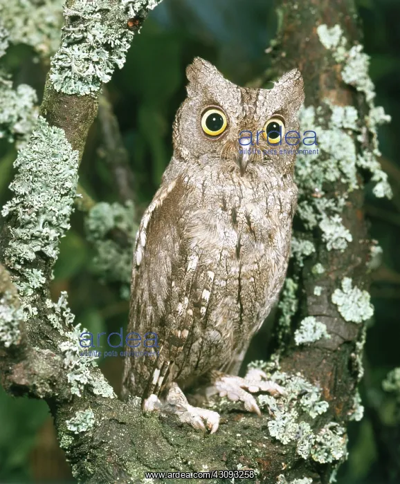 : Scops Owl (otus scops) : Scops Owl (otus scops)