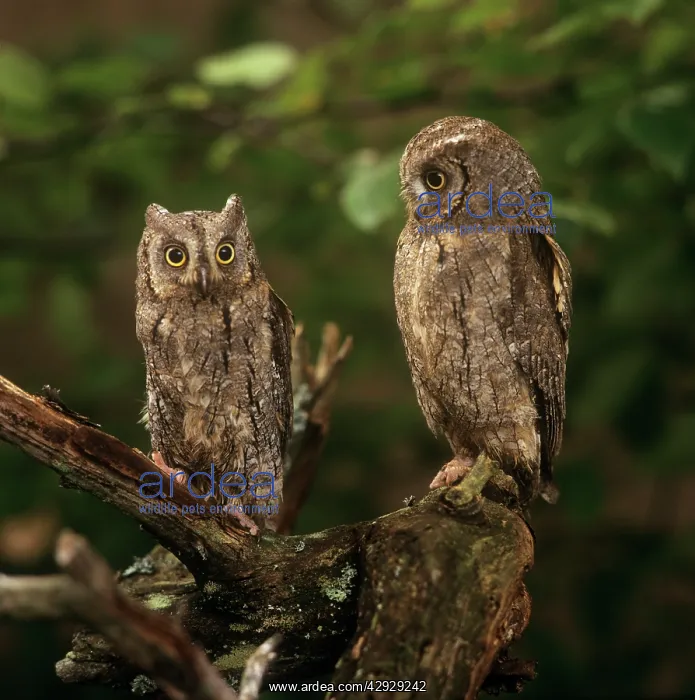  : Scops Owl - pair
