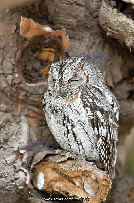 : Scops Owl - at roost : Scops Owl - at roost