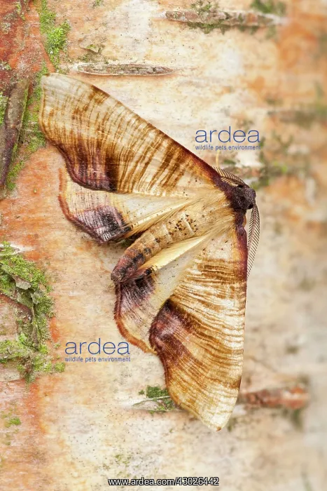 : Scorched Wing Moth : Scorched Wing Moth