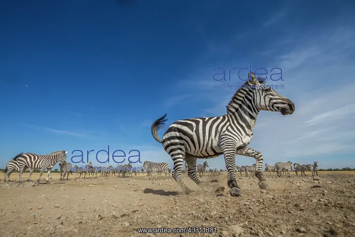 : Under the scorching heat, a small group of zebras : Under the scorching heat, a small group of zebras