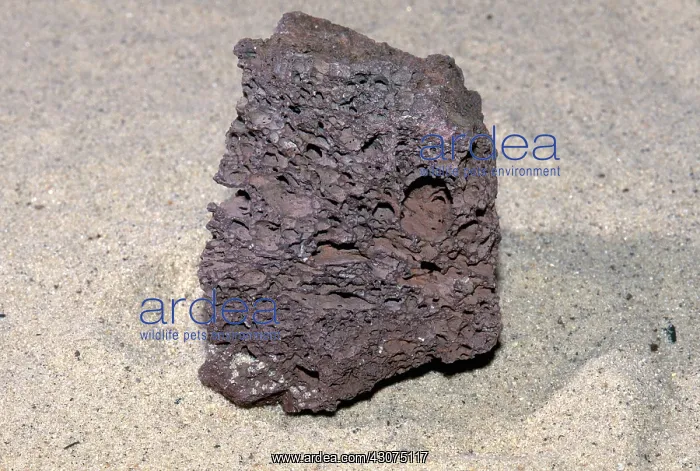 : Scoria, an igneous rock formed by basaltic lava with trapped gas bubbles : Scoria, an igneous rock formed by basaltic lava with trapped gas bubbles