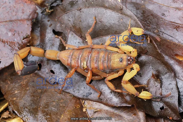 : Scorpion (Centruroides limbatus). Costa Rica : Scorpion (Centruroides limbatus). Costa Rica