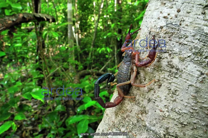 : Scorpion (Grosphus ankarana). Ankarana National Park - Northern Madagascar : Scorpion (Grosphus ankarana). Ankarana National Park - Northern Madagascar