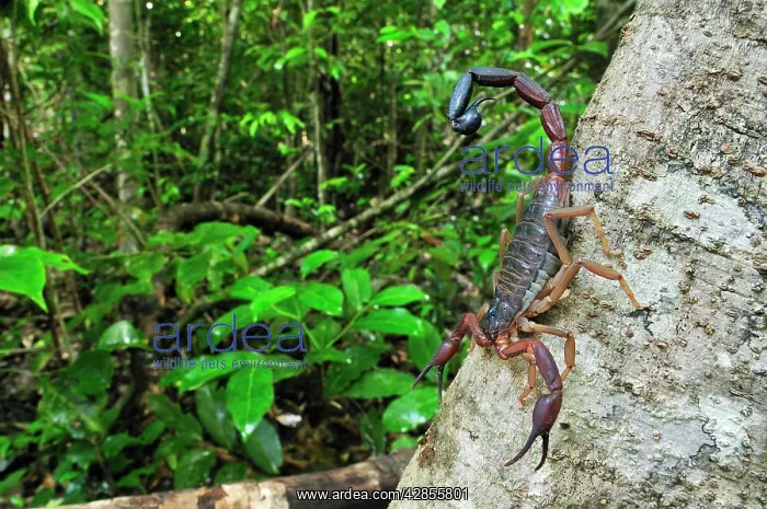 : Scorpion (Grosphus ankarana). Ankarana National Park - Northern Madagascar : Scorpion (Grosphus ankarana). Ankarana National Park - Northern Madagascar