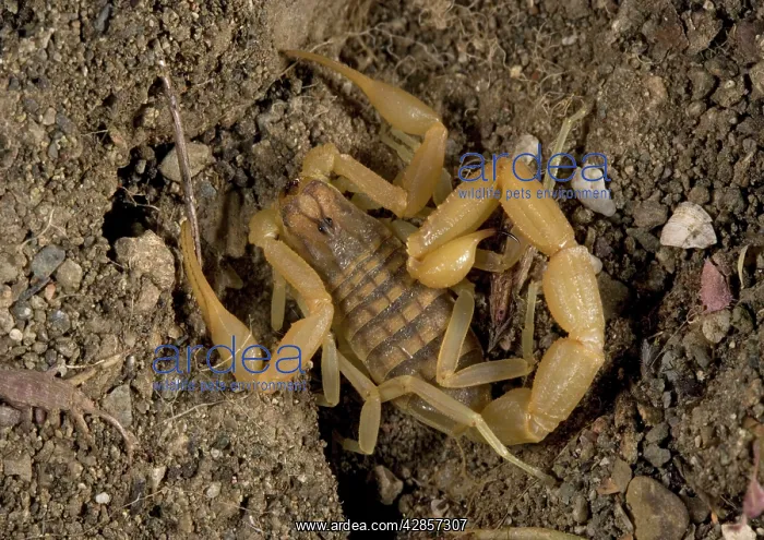 : Scorpion (Mesobuthus gibbosus). Rhodes, Greece : Scorpion (Mesobuthus gibbosus). Rhodes, Greece