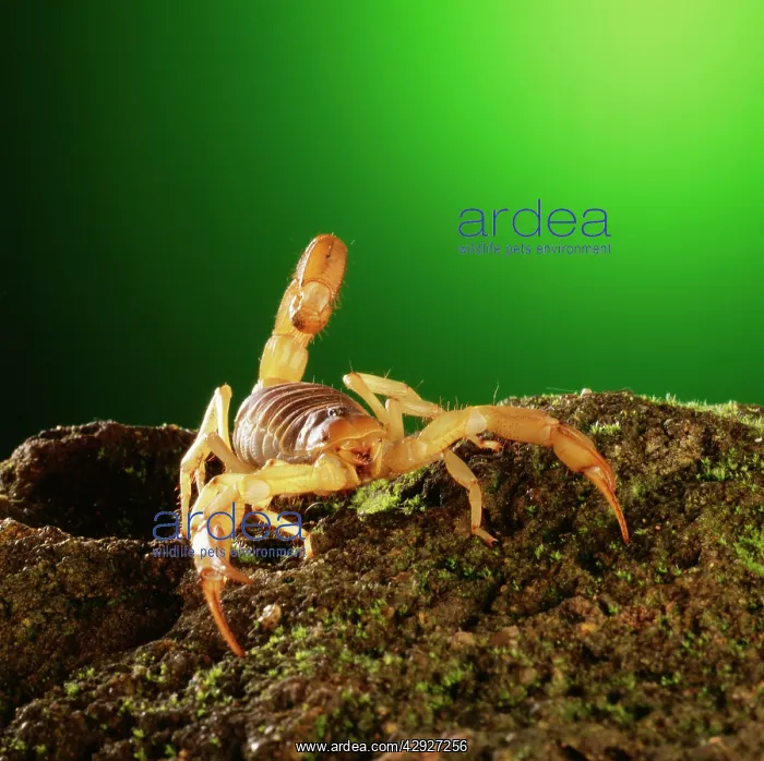  : SCORPION (Opisthophtalmus sp.)