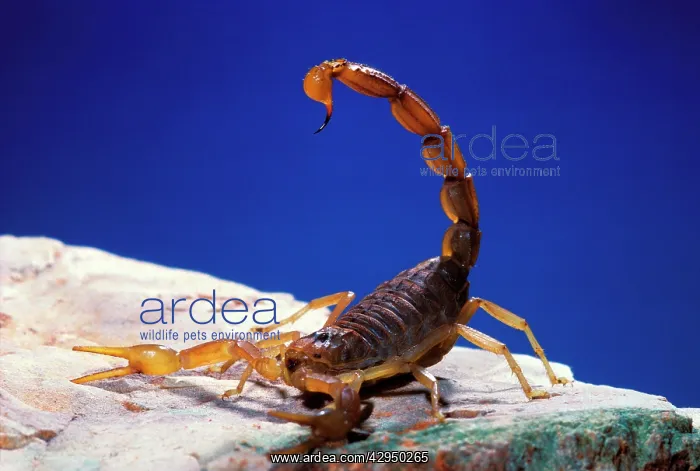 : Scorpion (Buthus occitanus). South Europe : Scorpion (Buthus occitanus). South Europe