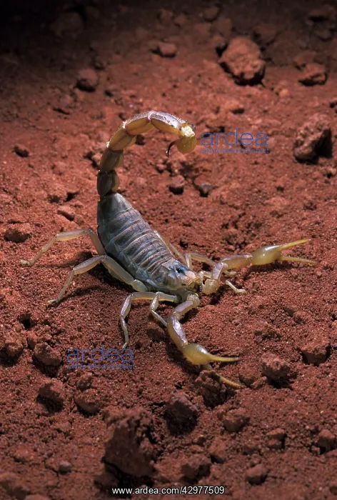 : Scorpion (Buthus occitanus). South Europe : Scorpion (Buthus occitanus). South Europe