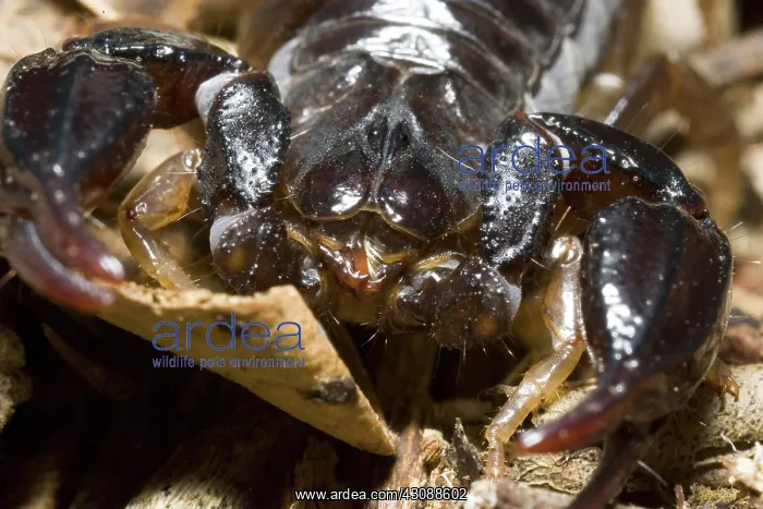  : Scorpion. Small scorpion species in forest leaf litter