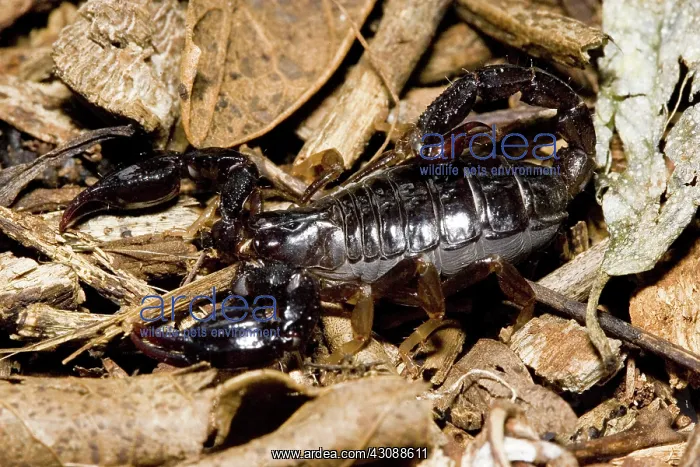 : Scorpion. Small scorpion species in forest leaf litter : Scorpion. Small scorpion species in forest leaf litter