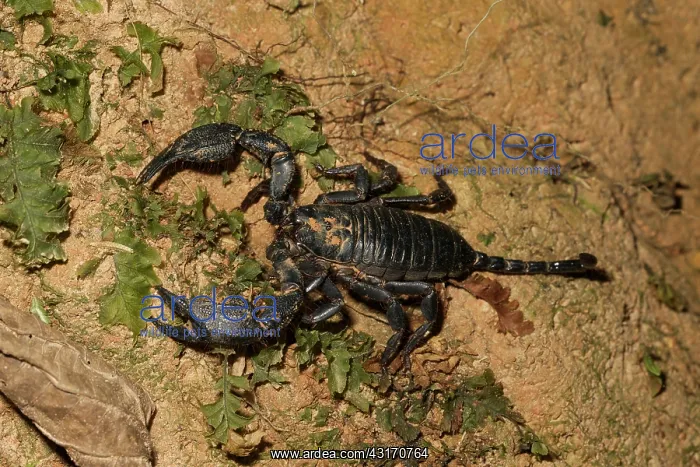  : Scorpion (Opistocanthus sp) on the forest floor