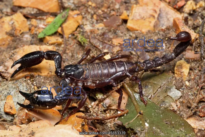 : Scorpion (Teuthraustes sp.), Milpe Reserve, Pichincha, Ecuador : Scorpion (Teuthraustes sp.), Milpe Reserve, Pichincha, Ecuador