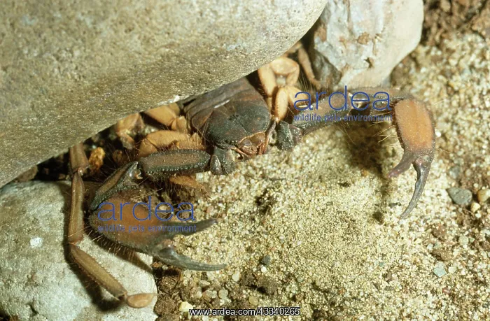  : SCORPION (Hadogenes bicolor). Africa