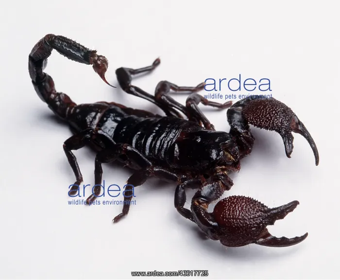 : SCORPION - BLACK, IN STUDIO : SCORPION - BLACK, IN STUDIO