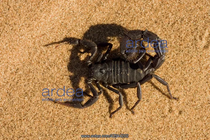 : Scorpion - Defensively flattend to the ground with : Scorpion - Defensively flattend to the ground with