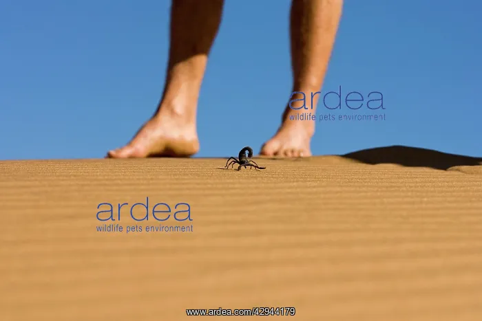 : Scorpion - On dune sand with bare human feet in : Scorpion - On dune sand with bare human feet in