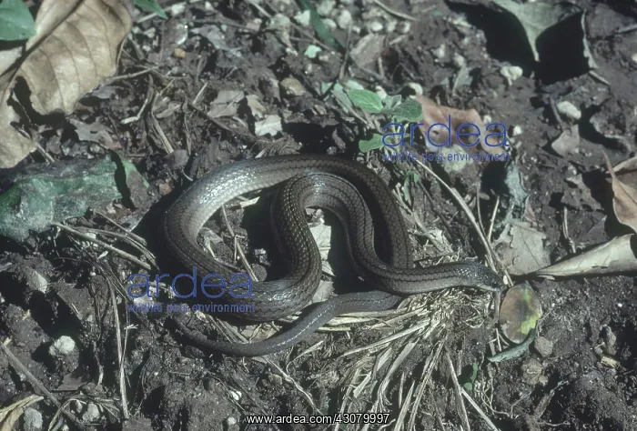 : Scorpion-eating Snake : Scorpion-eating Snake