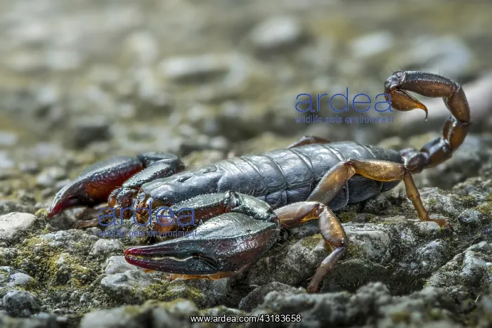 : Scorpion (Euscorpius italicus) Defensive structure : Scorpion (Euscorpius italicus) Defensive structure