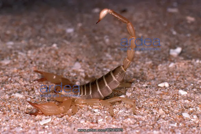 : Scorpion (fam. Scorpionidae) : Scorpion (fam. Scorpionidae)