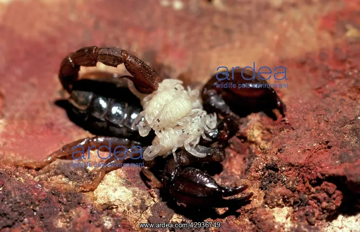 : A scorpion (Fam: Scorpionidae) female carrying young on back : A scorpion (Fam: Scorpionidae) female carrying young on back