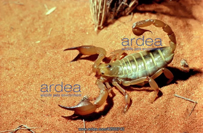 : A scorpion (Fam: Scorpionidae) on red sand : A scorpion (Fam: Scorpionidae) on red sand