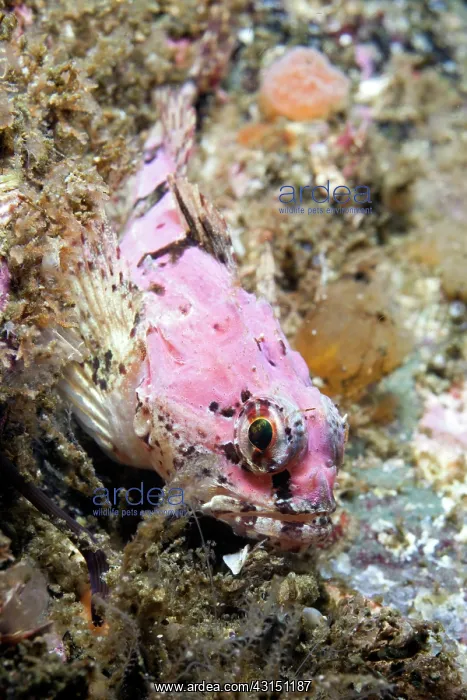 : Scorpion fish : Scorpion fish