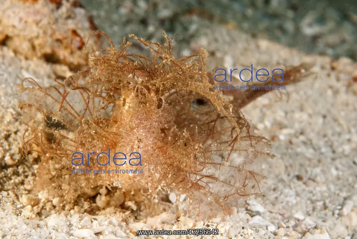 : Scorpion fish : Scorpion fish