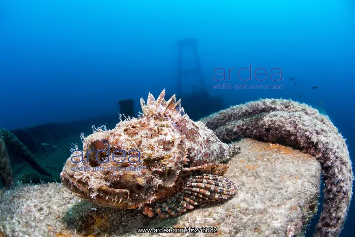 : Scorpion fish (Scorpaena sp) on the rail of the : Scorpion fish (Scorpaena sp) on the rail of the