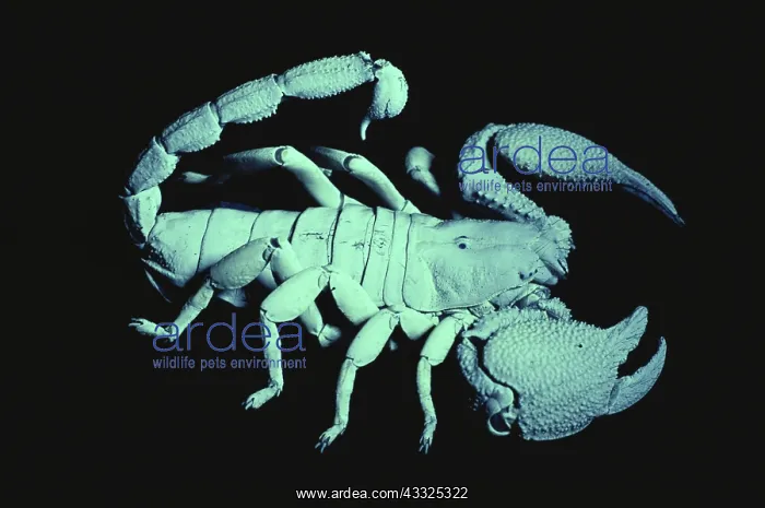 : Scorpion Fluorescing Under UV Light : Scorpion Fluorescing Under UV Light