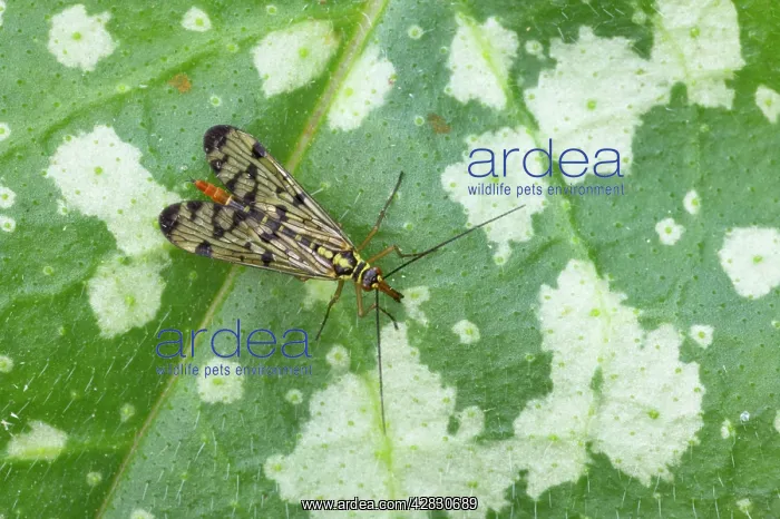 : Scorpion Fly : Scorpion Fly