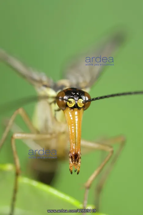: Scorpion Fly - detail of elongated snout : Scorpion Fly - detail of elongated snout