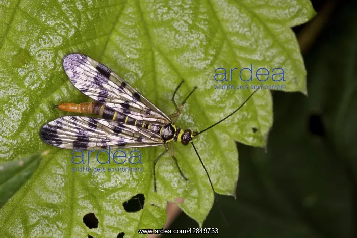 : Scorpion fly - Female on leaf : Scorpion fly - Female on leaf