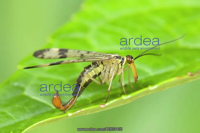 : Scorpion Fly - resting on leaf : Scorpion Fly - resting on leaf