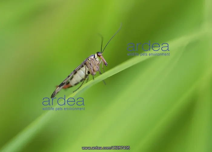 : Scorpion Fly - resting on leaf - female - in wetland : Scorpion Fly - resting on leaf - female - in wetland