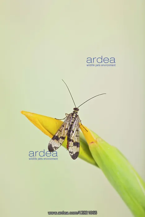 : Scorpion Fly - resting on Yellow Flag : Scorpion Fly - resting on Yellow Flag