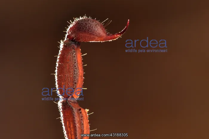 : Scorpion (Grosphus sp) Stinger at tip of tail, Andasibe : Scorpion (Grosphus sp) Stinger at tip of tail, Andasibe