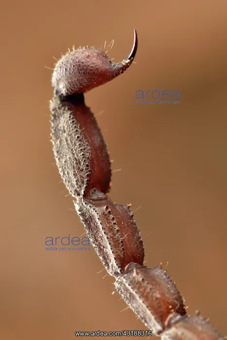 : Scorpion (Grosphus sp) Stinger at tip of tail, Andasibe : Scorpion (Grosphus sp) Stinger at tip of tail, Andasibe