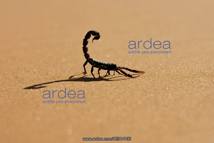 : Scorpion - Hunting on hot desert sands : Scorpion - Hunting on hot desert sands